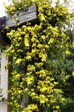 Margarita Cold Hardy Carolina Jasmine Vine (Gelsemium) - 1 Gallon Pot -Garden Supplies Sales 2024 gelsemium sempervirens margarita cold hardy carolina jasmine vine 100