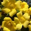 Margarita Cold Hardy Carolina Jasmine Vine (Gelsemium) - 1 Gallon Pot -Garden Supplies Sales 2024 gelsemium sempervirens margarita cold hardy carolina jasmine vine 102