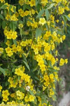 Margarita Cold Hardy Carolina Jasmine Vine (Gelsemium) - 1 Gallon Pot -Garden Supplies Sales 2024 gelsemium sempervirens margarita cold hardy carolina jasmine vine 103
