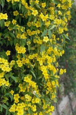 Margarita Cold Hardy Carolina Jasmine Vine (Gelsemium) - 1 Gallon Pot -Garden Supplies Sales 2024 gelsemium sempervirens margarita cold hardy carolina jasmine vine 104
