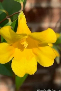 Margarita Cold Hardy Carolina Jasmine Vine (Gelsemium) - 1 Gallon Pot -Garden Supplies Sales 2024 gelsemium sempervirens margarita cold hardy carolina jasmine vine 106