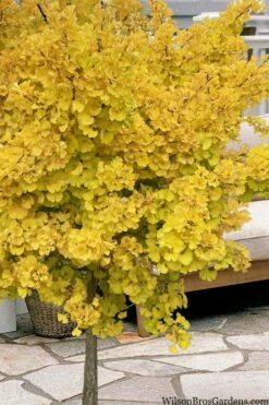 Mariken Dwarf Ginkgo Single Trunk Topiary Tree - 2 Gallon Pot 5 Mariken Dwarf Ginkgo Single Trunk Topiary Tree - 2 Gallon Pot -Garden Supplies Sales 2024 ginkgo biloba mariken single trunk topiary tree 1