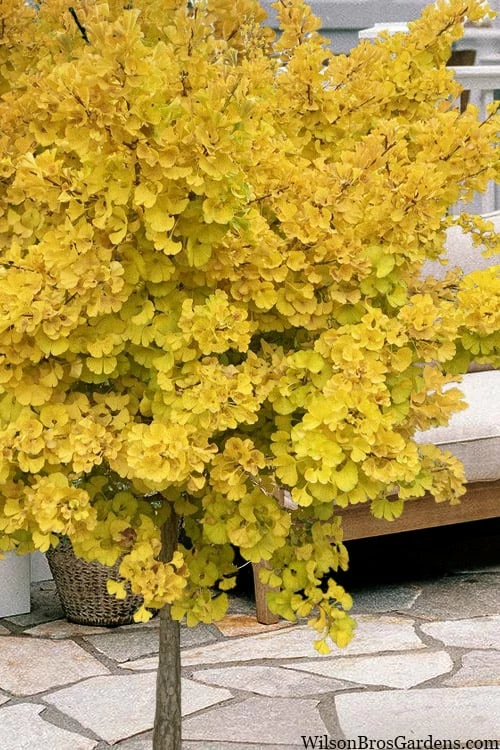 Mariken Dwarf Ginkgo Single Trunk Topiary Tree - 2 Gallon Pot Mariken Dwarf Ginkgo Single Trunk Topiary Tree - 2 Gallon Pot -Garden Supplies Sales 2024 ginkgo biloba mariken single trunk topiary tree 1