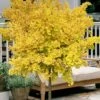 Mariken Dwarf Ginkgo Single Trunk Topiary Tree - 2 Gallon Pot -Garden Supplies Sales 2024 ginkgo biloba mariken single trunk topiary tree 2