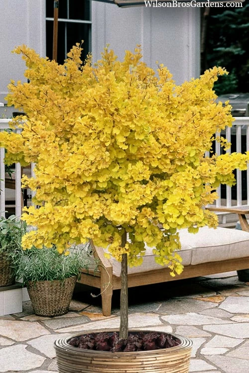 Mariken Dwarf Ginkgo Single Trunk Topiary Tree - 2 Gallon Pot Mariken Dwarf Ginkgo Single Trunk Topiary Tree - 2 Gallon Pot -Garden Supplies Sales 2024 ginkgo biloba mariken single trunk topiary tree 2
