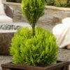 Goldcrest Monterey Lemon Cypress - 2-Ball Poodle Tier Topiary - 2 Gallon Pot -Garden Supplies Sales 2024 goldcrest monterey lemon cypress two ball poodle tier topiary 1