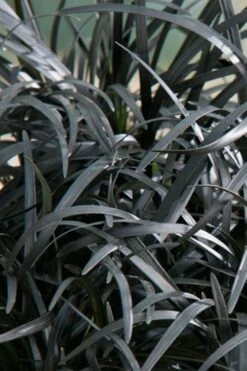 Black Beard Black Mondo Grass - Ophiopogon Planiscapus - 1 Gallon Pot -Garden Supplies Sales 2024 grass black beard mondo 500x750 1
