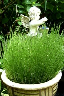 Dwarf Horsetail Reed Grass (Equisetum Scirpoides) - 1 Gallon Pot -Garden Supplies Sales 2024 grass dwarf horse tail 2 500x750 1
