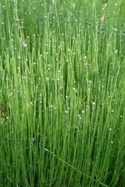 Dwarf Horsetail Reed Grass (Equisetum Scirpoides) - 1 Gallon Pot -Garden Supplies Sales 2024 grass dwarf horse tail 4 500x750 1