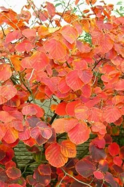 Diane Red Witch Hazel (Hamamelis X Intermedia) - 7 Gallon Pot -Garden Supplies Sales 2024 hamamelis intermedia diane witch hazel 10