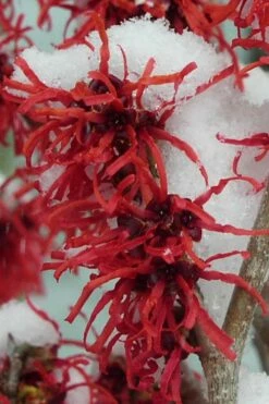 Diane Red Witch Hazel (Hamamelis X Intermedia) - 5 Gallon Pot -Garden Supplies Sales 2024 hamamelis intermedia diane witch hazel 11 1