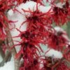 Diane Red Witch Hazel (Hamamelis X Intermedia) - 5 Gallon Pot -Garden Supplies Sales 2024 hamamelis intermedia diane witch hazel 12 1