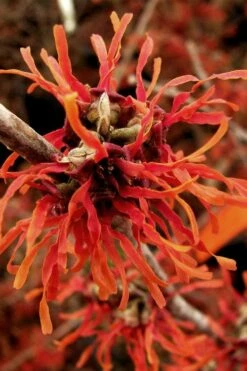 Diane Red Witch Hazel (Hamamelis X Intermedia) - 7 Gallon Pot -Garden Supplies Sales 2024 hamamelis intermedia diane witch hazel 2