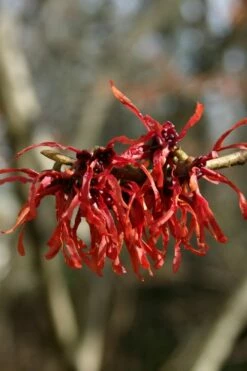 Diane Red Witch Hazel (Hamamelis X Intermedia) - 5 Gallon Pot -Garden Supplies Sales 2024 hamamelis intermedia diane witch hazel 4 1
