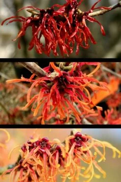 Diane Red Witch Hazel (Hamamelis X Intermedia) - 7 Gallon Pot -Garden Supplies Sales 2024 hamamelis intermedia diane witch hazel 5