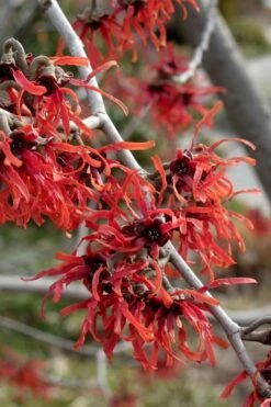 Diane Red Witch Hazel (Hamamelis X Intermedia) - 5 Gallon Pot -Garden Supplies Sales 2024 hamamelis intermedia diane witch hazel 6 1