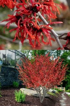 Diane Red Witch Hazel (Hamamelis X Intermedia) - 7 Gallon Pot -Garden Supplies Sales 2024 hamamelis intermedia diane witch hazel 8