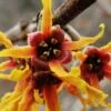 Ozark Witch Hazel (Hamamelis Vernalis) - 5 Gallon Pot 2 Ozark Witch Hazel (Hamamelis Vernalis) - 5 Gallon Pot -Garden Supplies Sales 2024 hamamelis veralis vernal ozark witch hazel 10