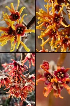 Ozark Witch Hazel (Hamamelis Vernalis) - 5 Gallon Pot -Garden Supplies Sales 2024 hamamelis veralis vernal ozark witch hazel 11