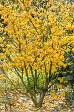 Ozark Witch Hazel (Hamamelis Vernalis) - 5 Gallon Pot -Garden Supplies Sales 2024 hamamelis veralis vernal ozark witch hazel 12