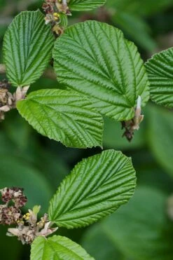 Ozark Witch Hazel (Hamamelis Vernalis) - 5 Gallon Pot -Garden Supplies Sales 2024 hamamelis veralis vernal ozark witch hazel 2