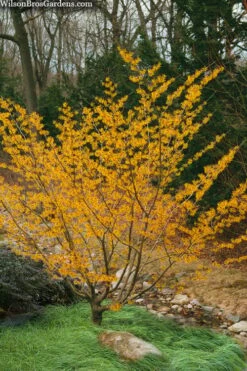 Ozark Witch Hazel (Hamamelis Vernalis) - 5 Gallon Pot -Garden Supplies Sales 2024 hamamelis veralis vernal ozark witch hazel 8