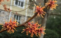 Ozark Witch Hazel (Hamamelis Vernalis) - 5 Gallon Pot -Garden Supplies Sales 2024 hamamelis veralis vernal ozark witch hazel 9