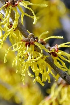 Little Prospect Golden American Witch Hazel (Hamamelis Virginiana) - 5 Gallon Pot -Garden Supplies Sales 2024 hamamelis virginiana little prospect golden variegated witch hazel 11