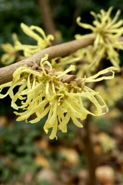 Little Prospect Golden American Witch Hazel (Hamamelis Virginiana) - 5 Gallon Pot -Garden Supplies Sales 2024 hamamelis virginiana little prospect golden variegated witch hazel 12