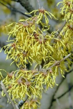 Little Prospect Golden American Witch Hazel (Hamamelis Virginiana) - 5 Gallon Pot -Garden Supplies Sales 2024 hamamelis virginiana little prospect golden variegated witch hazel 14