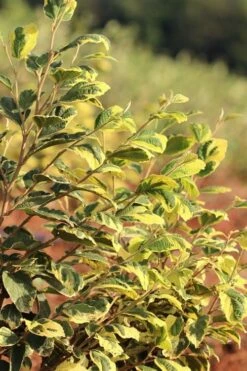 Little Prospect Golden American Witch Hazel (Hamamelis Virginiana) - 5 Gallon Pot -Garden Supplies Sales 2024 hamamelis virginiana little prospect golden variegated witch hazel 5