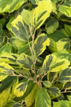 Little Prospect Golden American Witch Hazel (Hamamelis Virginiana) - 5 Gallon Pot -Garden Supplies Sales 2024 hamamelis virginiana little prospect golden variegated witch hazel 9