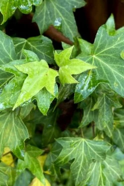 Wilson Ivy (Hedera Helix) - 5 Pack Of Quart Pots -Garden Supplies Sales 2024 hedera helix wilsonii wilson ivy 1
