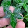 Wilson Ivy (Hedera Helix) - 5 Pack Of Quart Pots -Garden Supplies Sales 2024 hedera helix wilsonii wilson ivy 3