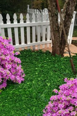 Wilson Ivy (Hedera Helix) - 5 Pack Of Quart Pots -Garden Supplies Sales 2024 hedera helix wilsonii wilson ivy 5