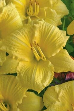 Rainbow Rhythym Going Bananas Daylily - 1 Gallon Pot -Garden Supplies Sales 2024 hemerocallis going bananas daylily 20