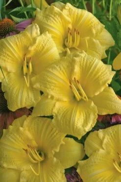 Rainbow Rhythym Going Bananas Daylily - 1 Gallon Pot -Garden Supplies Sales 2024 hemerocallis going bananas daylily 21