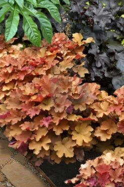 Caramel Heuchera (Villosa Hybrid) - 1 Gallon Pot -Garden Supplies Sales 2024 heuchera caramel 20 1