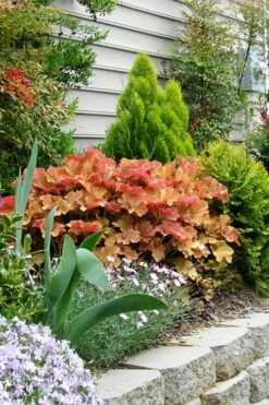 Caramel Heuchera (Villosa Hybrid) - 1 Gallon Pot -Garden Supplies Sales 2024 heuchera caramel 21 1