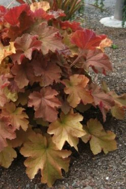 Caramel Heuchera (Villosa Hybrid) - 10 Count Flat Of Quart Pots -Garden Supplies Sales 2024 heuchera caramel 23