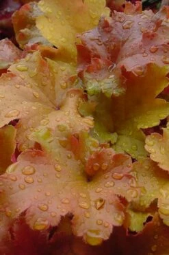 Caramel Heuchera (Villosa Hybrid) - 1 Gallon Pot -Garden Supplies Sales 2024 heuchera caramel 500x750 1