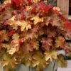 Caramel Heuchera (Villosa Hybrid) - 10 Count Flat Of Quart Pots -Garden Supplies Sales 2024 heuchera caramel coral bells 31