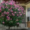 Lucy Rose Of Sharon (Single Trunk Tree) - 7 Gallon Pot (3-4') -Garden Supplies Sales 2024 hibiscus syriacus lucy rose of sharon tree 2 1