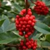 Wirt L. Winn Holly (Ilex X Koehneana) - 3 Gallon Pot -Garden Supplies Sales 2024 holly wirt l winn 4