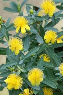 Blue Velvet St. Johns Wort (Hypericum Kalmianum) - 3 Gallon Pot -Garden Supplies Sales 2024 hypericum kalmianum blue velvet st johns wort 2