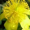 Blue Velvet St. Johns Wort (Hypericum Kalmianum) - 3 Gallon Pot -Garden Supplies Sales 2024 hypericum kalmianum blue velvet st johns wort 3