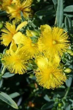 Blue Velvet St. Johns Wort (Hypericum Kalmianum) - 3 Gallon Pot -Garden Supplies Sales 2024 hypericum lamianum blue velvet st johns wort 1
