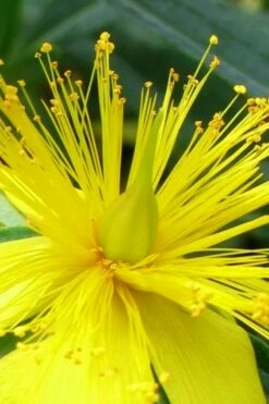 Blue Velvet St. Johns Wort (Hypericum Kalmianum) - 3 Gallon Pot -Garden Supplies Sales 2024 hypericum lamianum blue velvet st johns wort 2