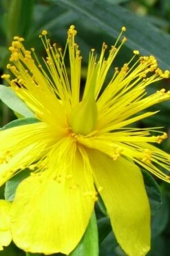 Blue Velvet St. Johns Wort (Hypericum Kalmianum) - 3 Gallon Pot -Garden Supplies Sales 2024 hypericum lamianum blue velvet st johns wort 3