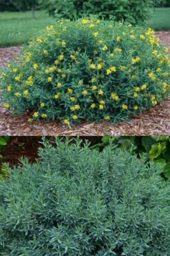 Blue Velvet St. Johns Wort (Hypericum Kalmianum) - 3 Gallon Pot -Garden Supplies Sales 2024 hypericum lamianum blue velvet st johns wort 5
